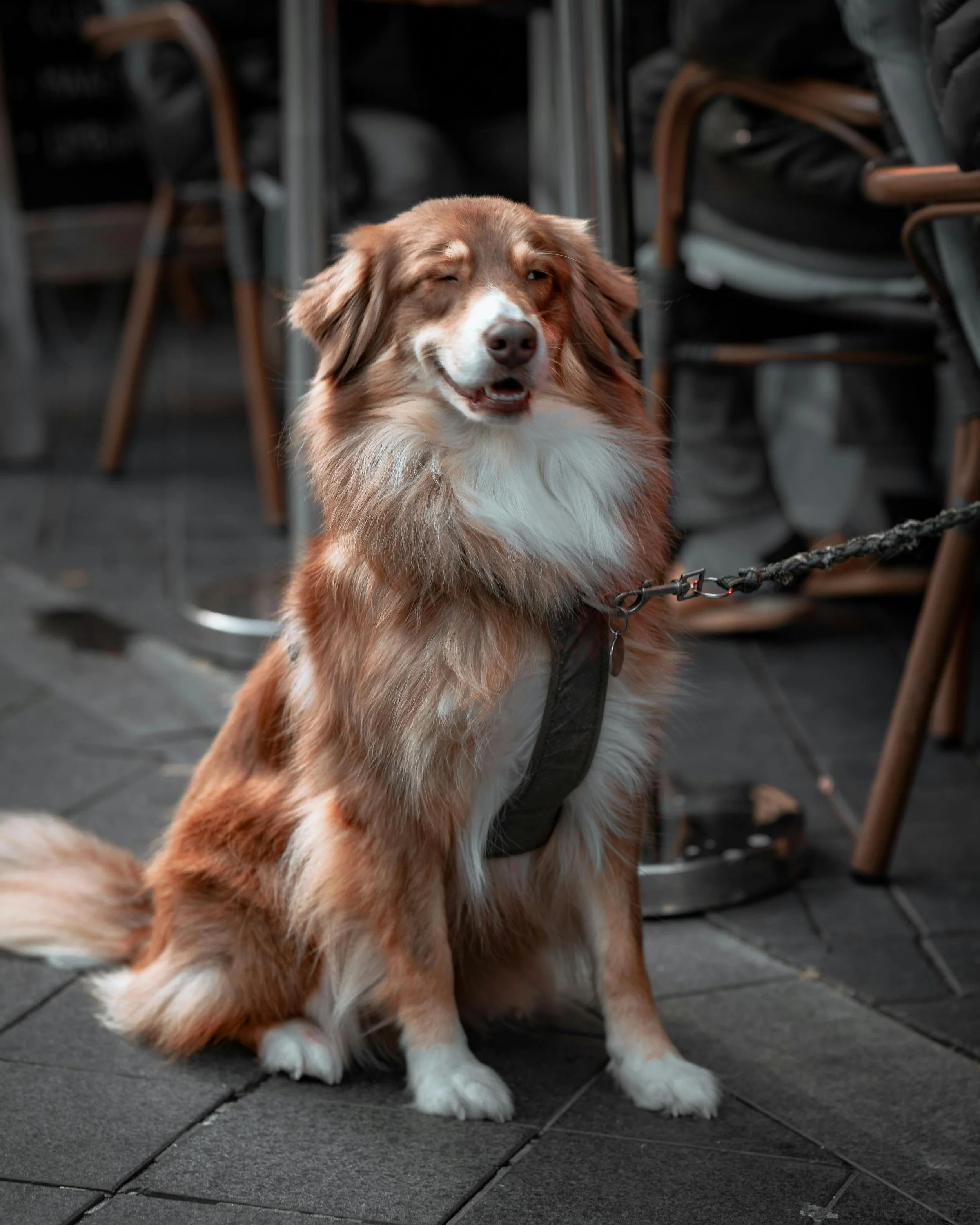 A happy, well-behaved dog on a leash sitting calmly on a pet-friendly outdoor patio in Historic Covington, GA.
