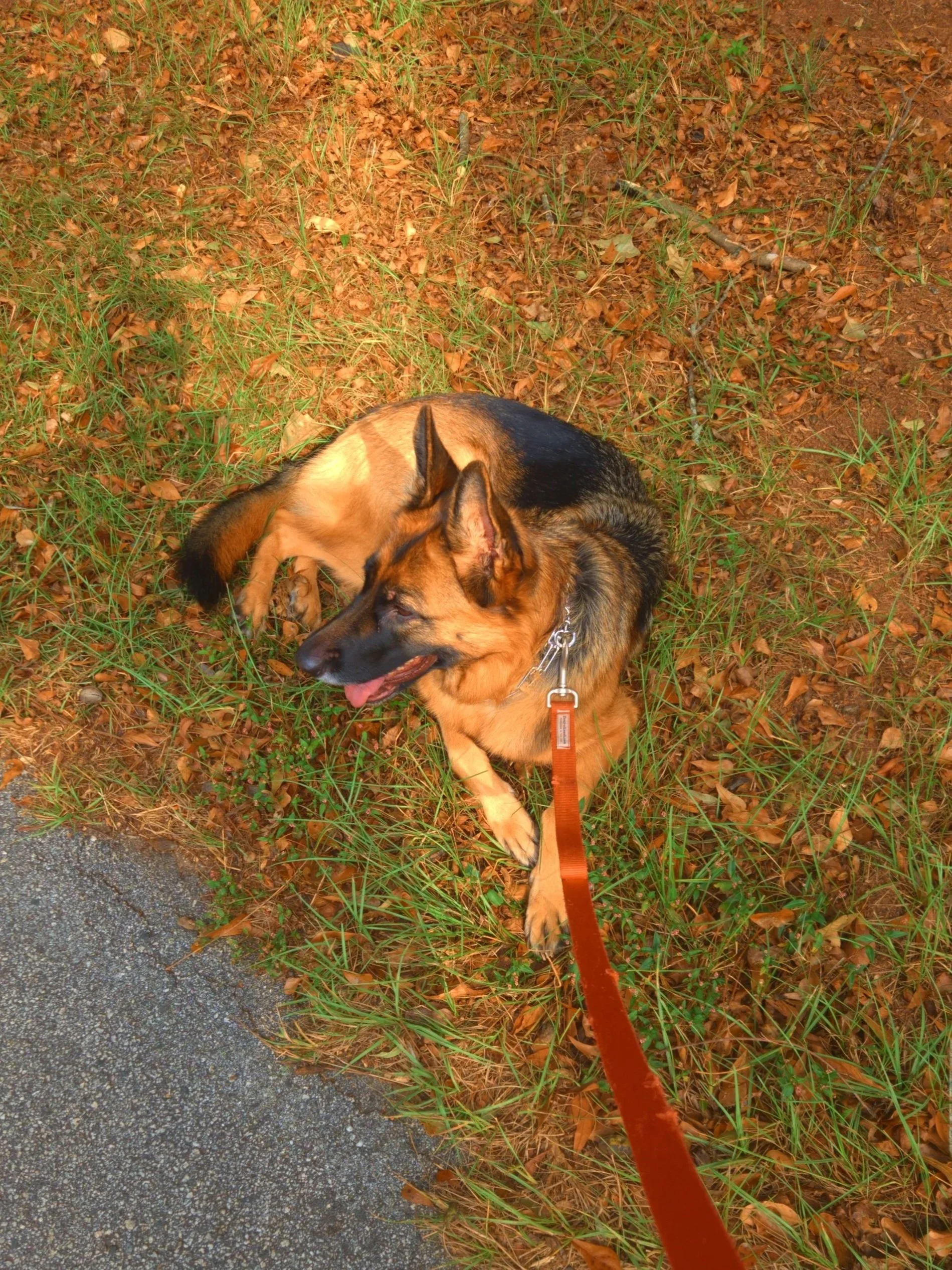Mystic Paws walking a German Shepard in Newton County, GA