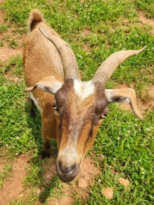 A happy client goat being fed by a Mystic Paws farm animal sitter in Newton County, GA.