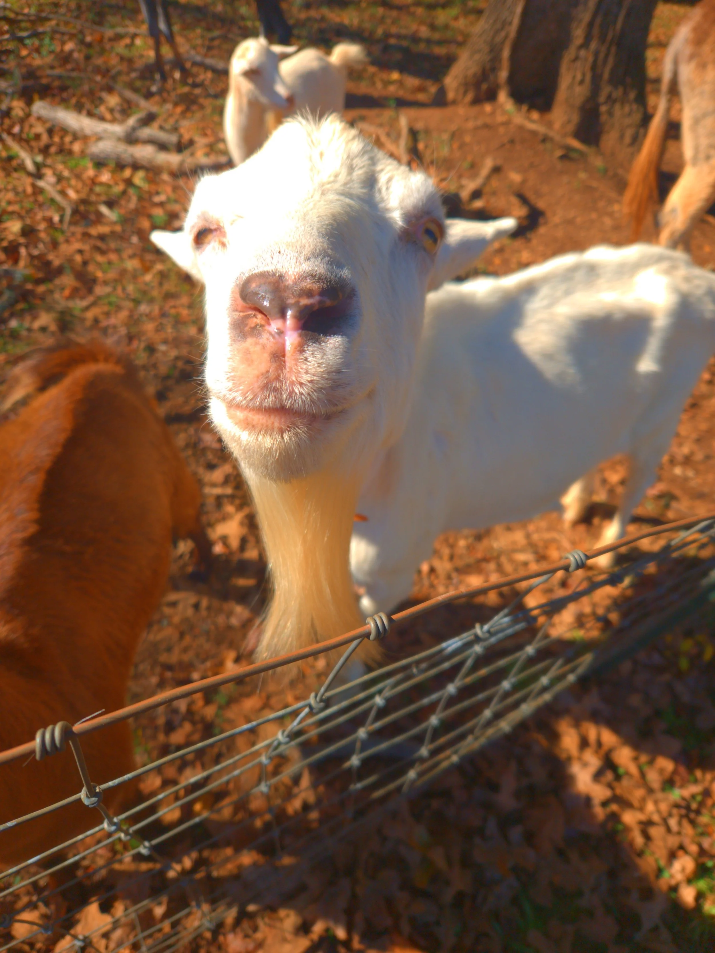 Mystic Paws getting goat kisses while farm sitting in Newton County, GA