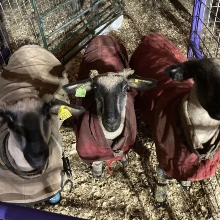 A beautiful, clean show sheep in a pen receiving specialized care from a Mystic Paws sitter near Covington, GA.