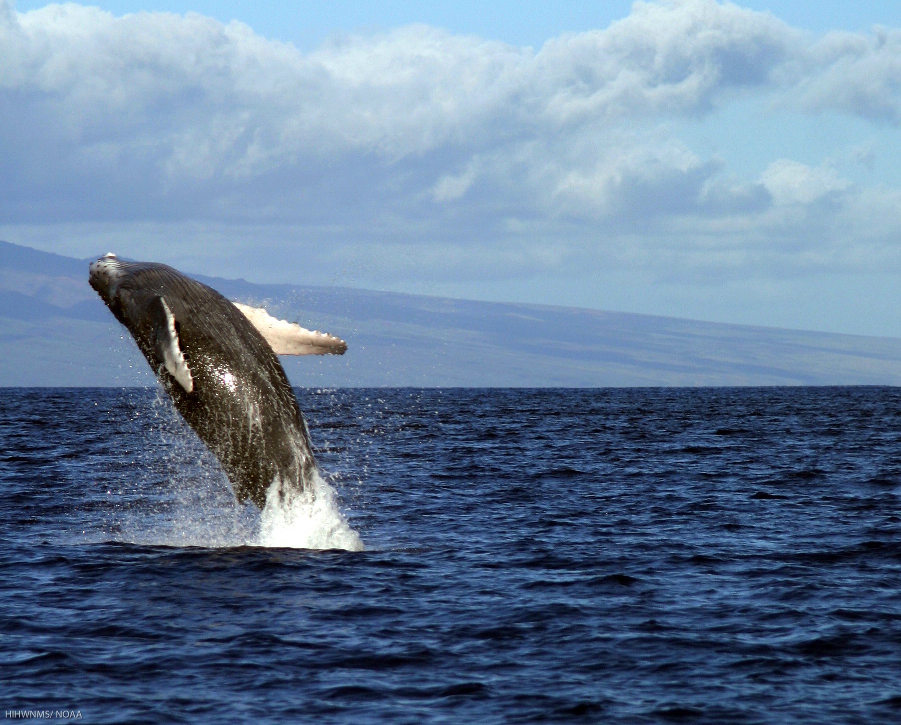 WHALE SEASON - Humpback whales return