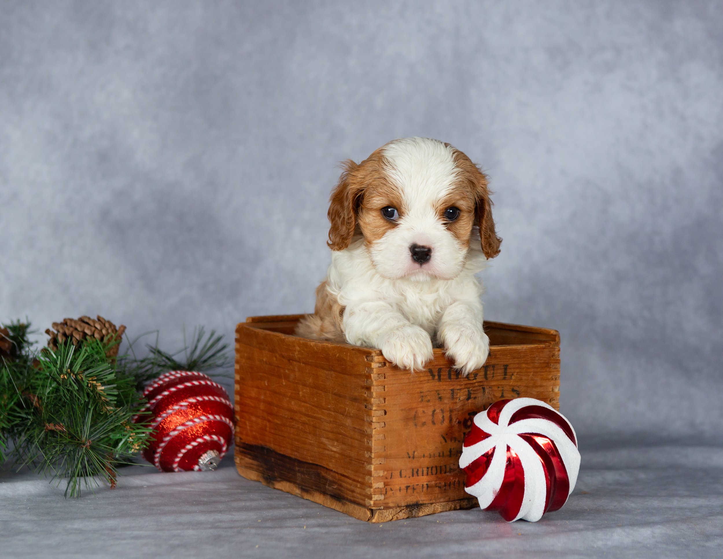 A cute puppy sitting in a wooden box surrounded by Christmas decorations including a pine branch, pinecones, and red and white ornaments, with a light gray background.