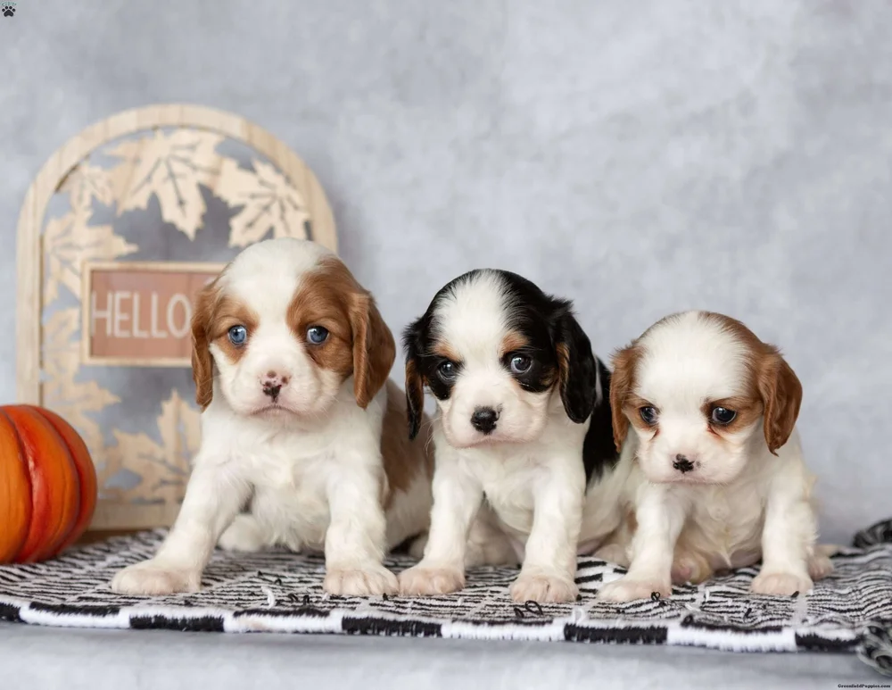 Three puppies from a past WoodCrest Acres litter, sitting together on a patterned blanket