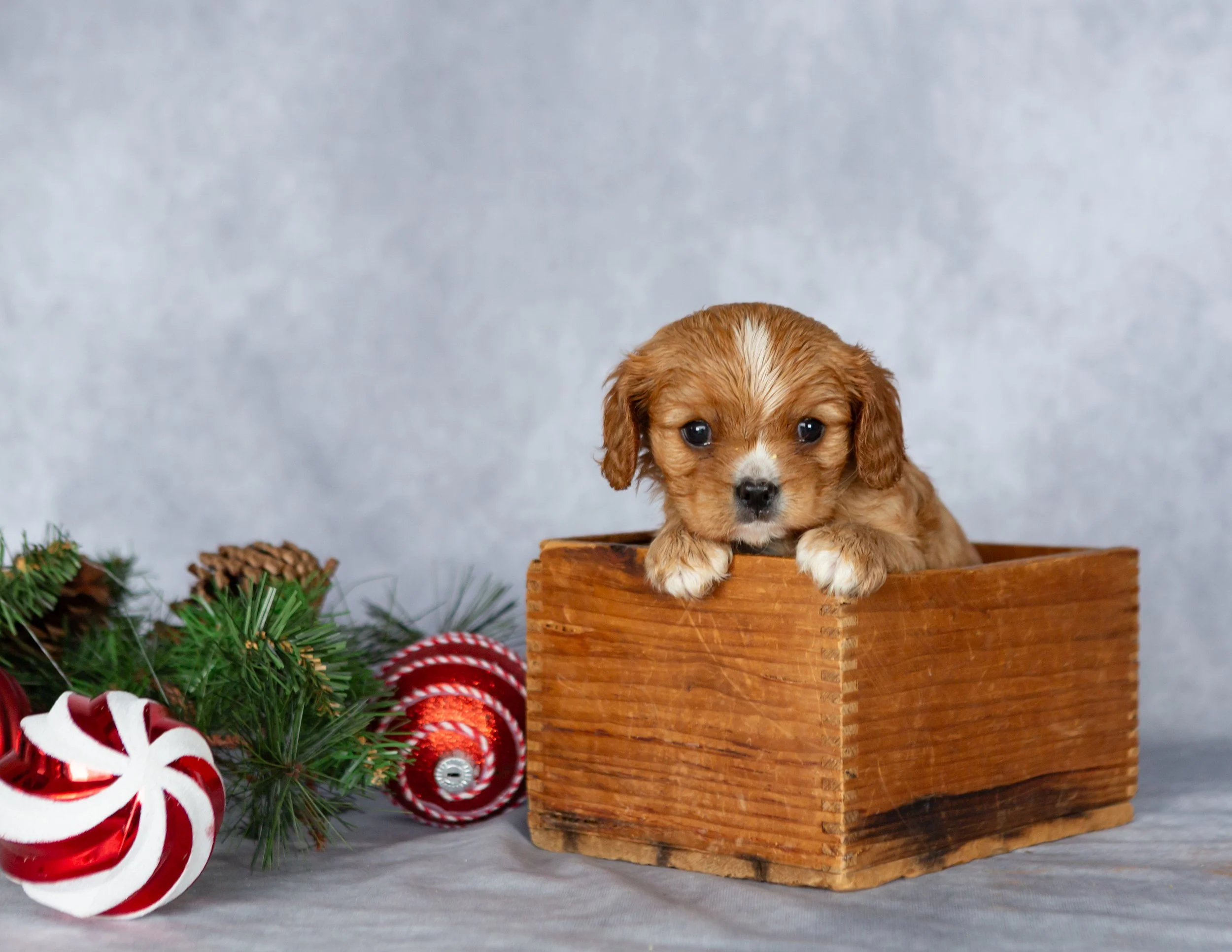 A cute puppy with brown fur and white markings on its face and paws sitting inside a wooden box. There are Christmas ornaments and green pine branches with pine cones around the box, on a gray surface with a gray background.