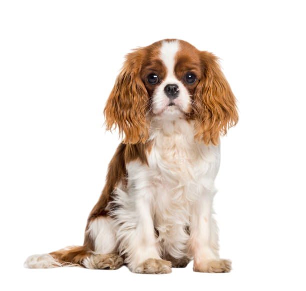 A Blenheim Cavalier King Charles Spaniel, featured on the WoodCrest Acres website