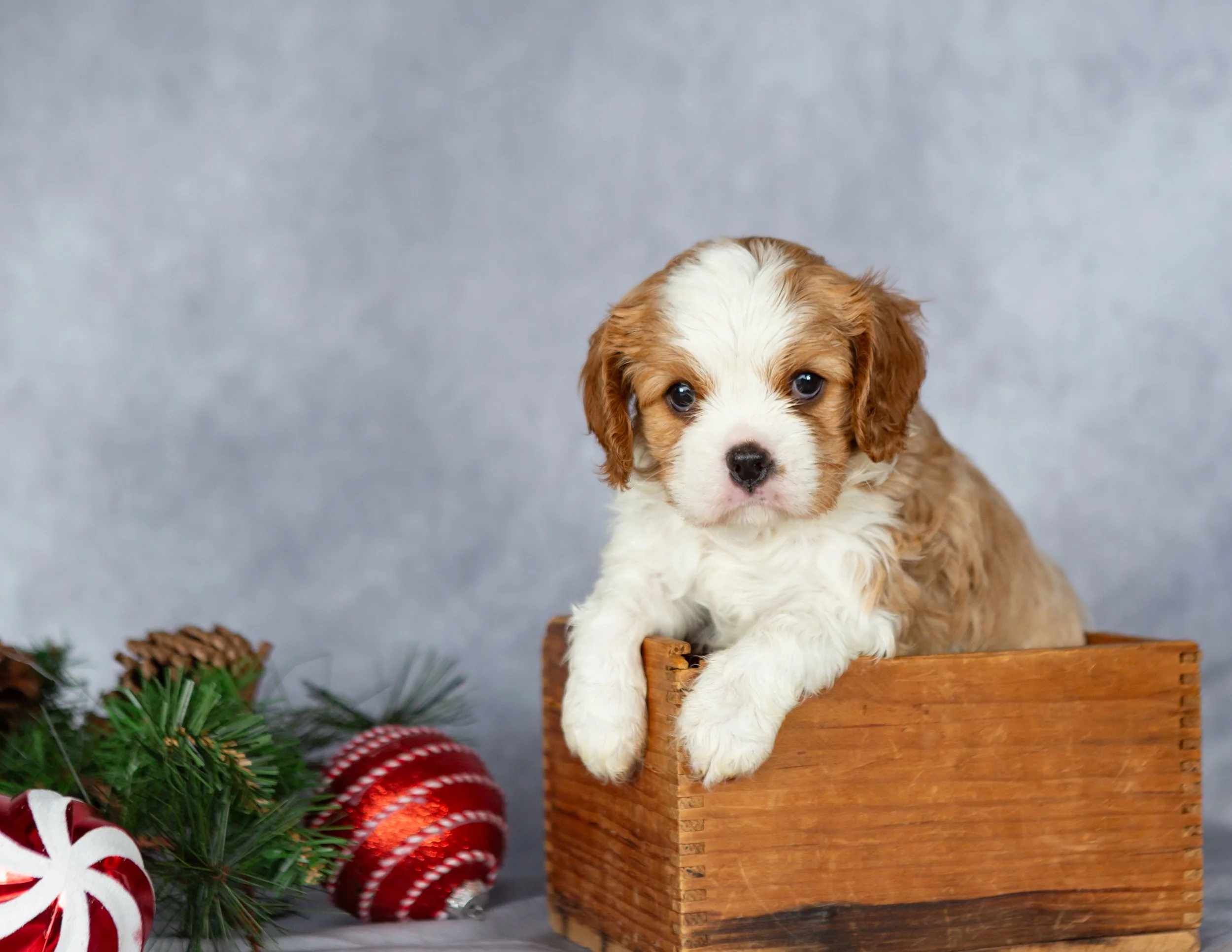 Cute puppy with white and brown fur sitting in a wooden box with Christmas decorations nearby, against a gray background.