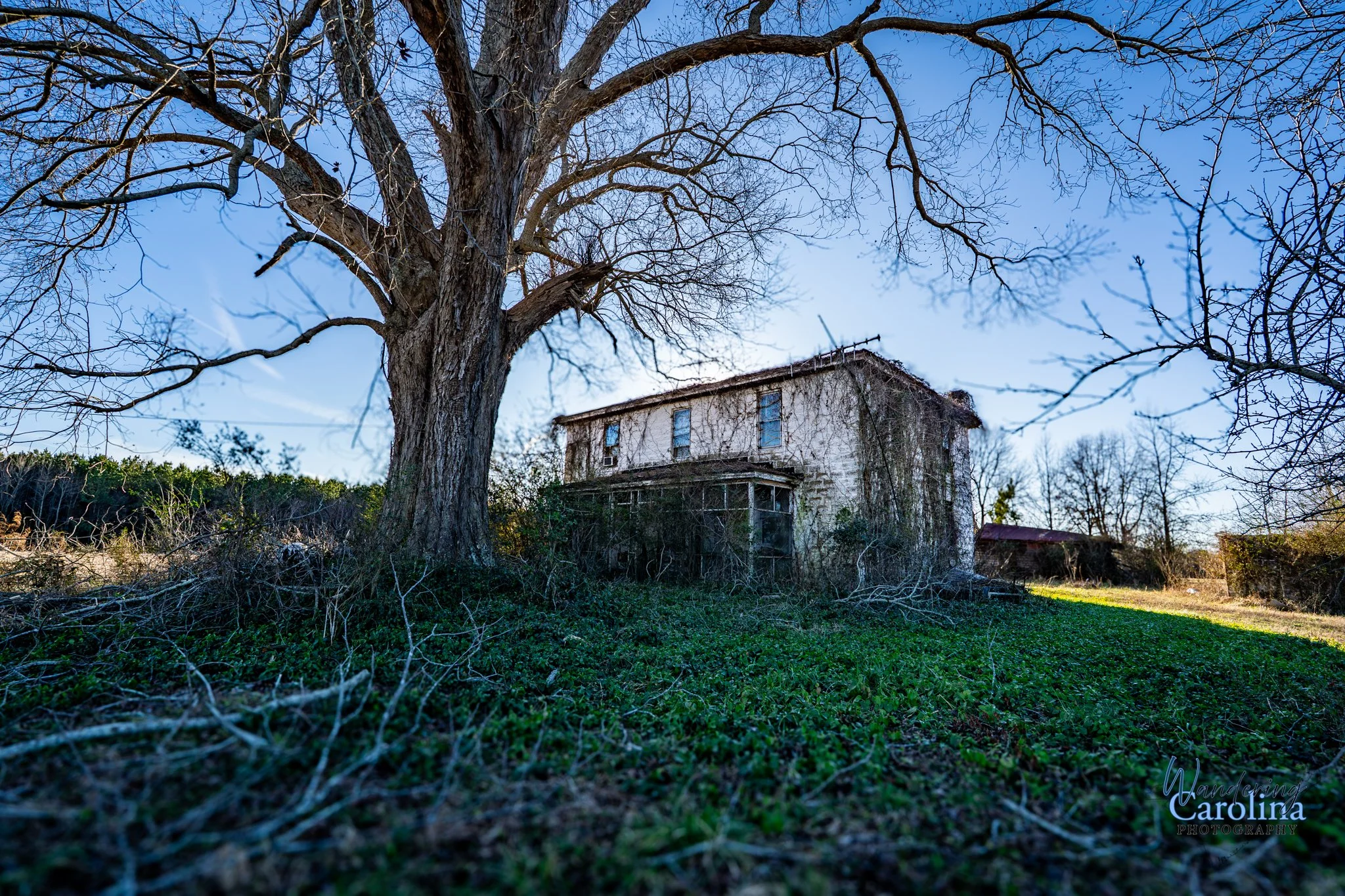 An old, abandoned house with overgrown vegetation, large leafless tree in the foreground, clear blue sky, and distant trees in a rural setting.