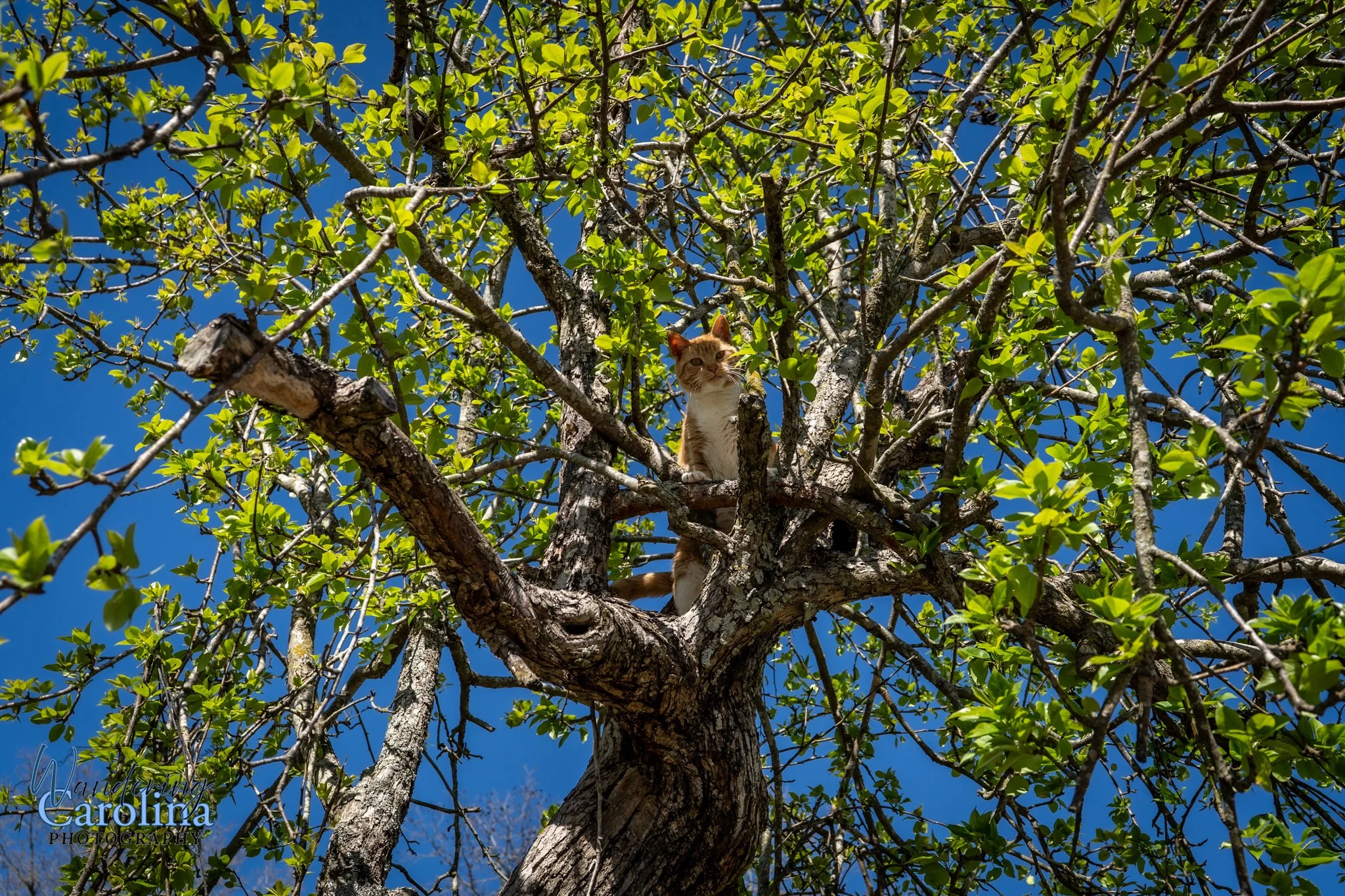 Cullen Pippen House-08.jpg