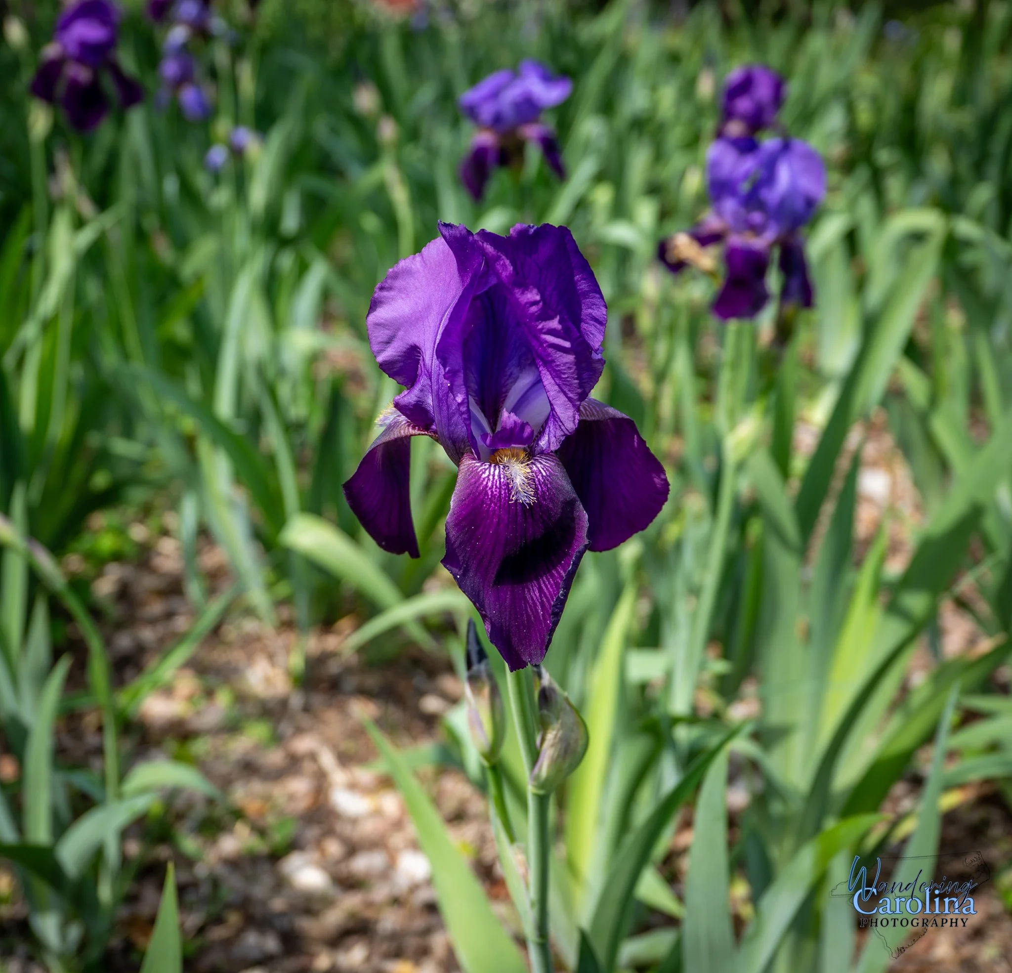 Elizabeth Bowen Henderson house-2.jpg