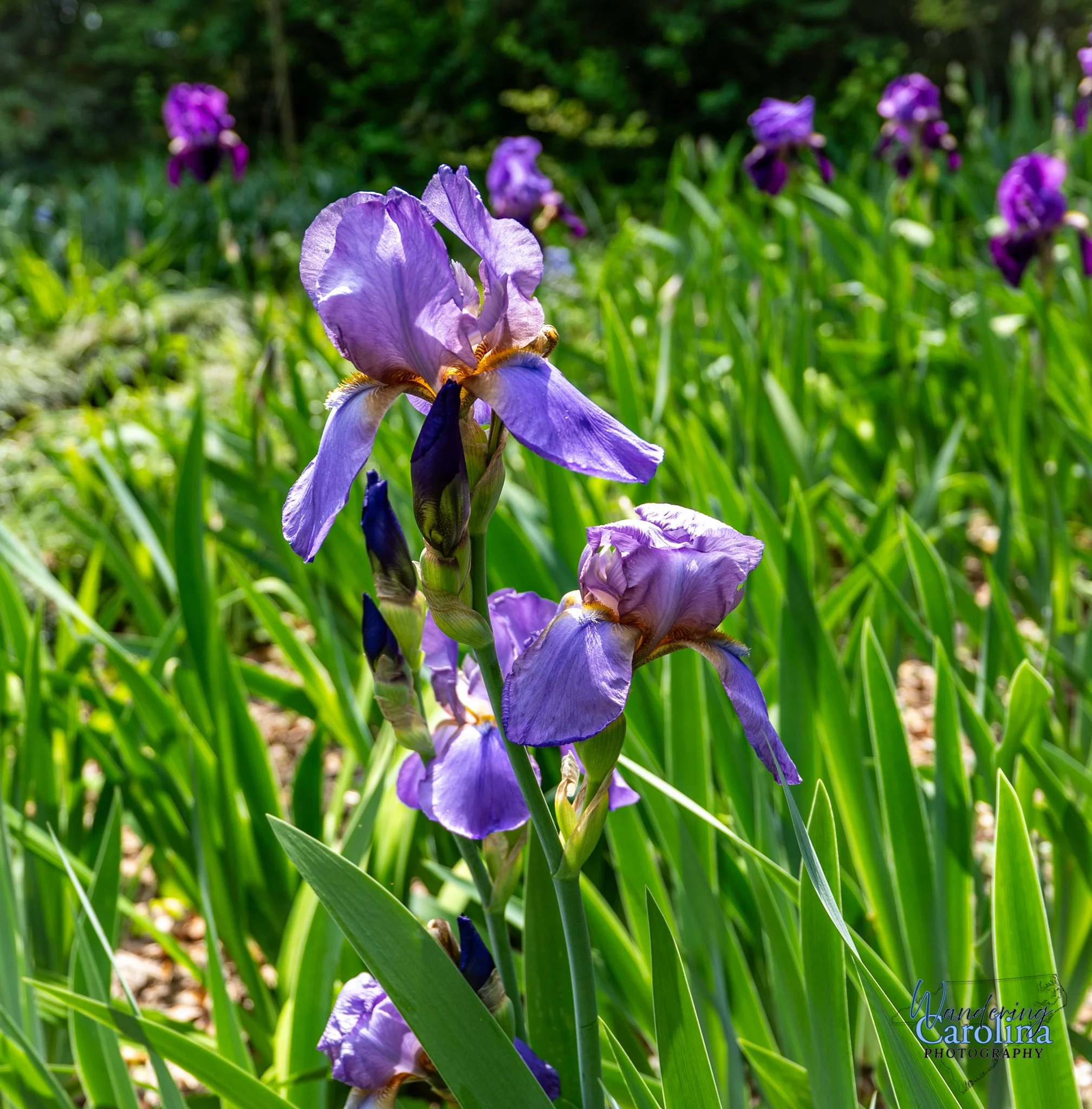 Elizabeth Bowen Henderson house-3.jpg