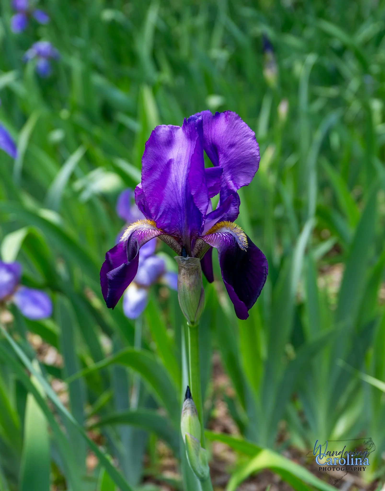 Elizabeth Bowen Henderson house-4.jpg