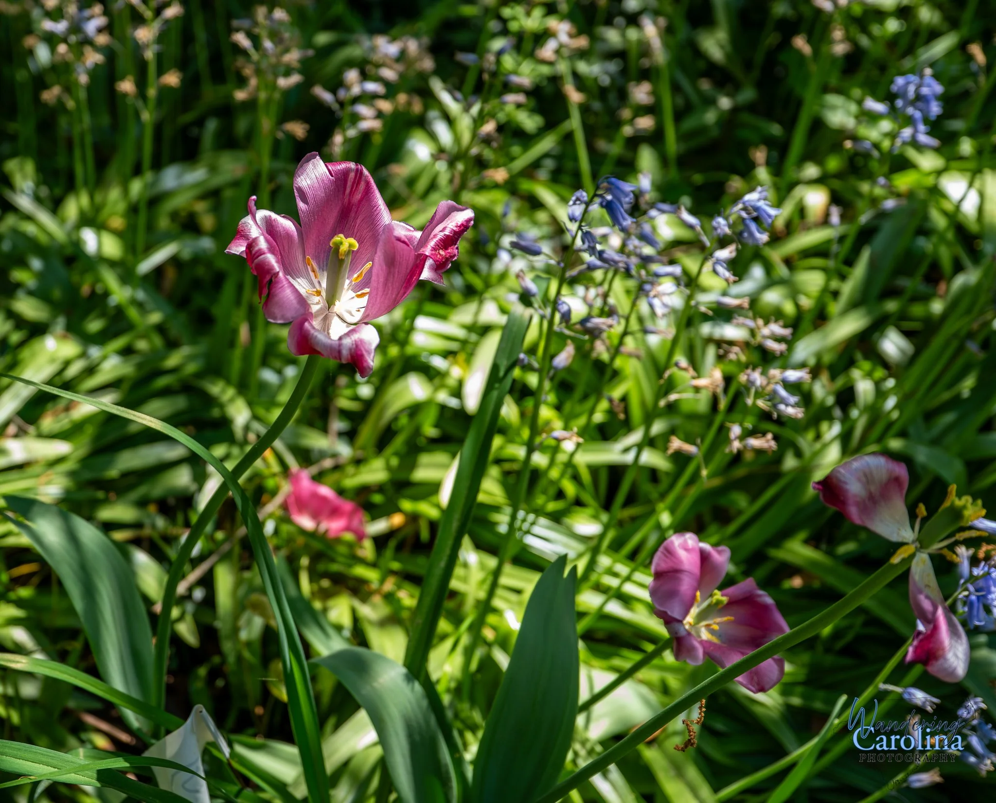 Elizabeth Bowen Henderson house-8.jpg
