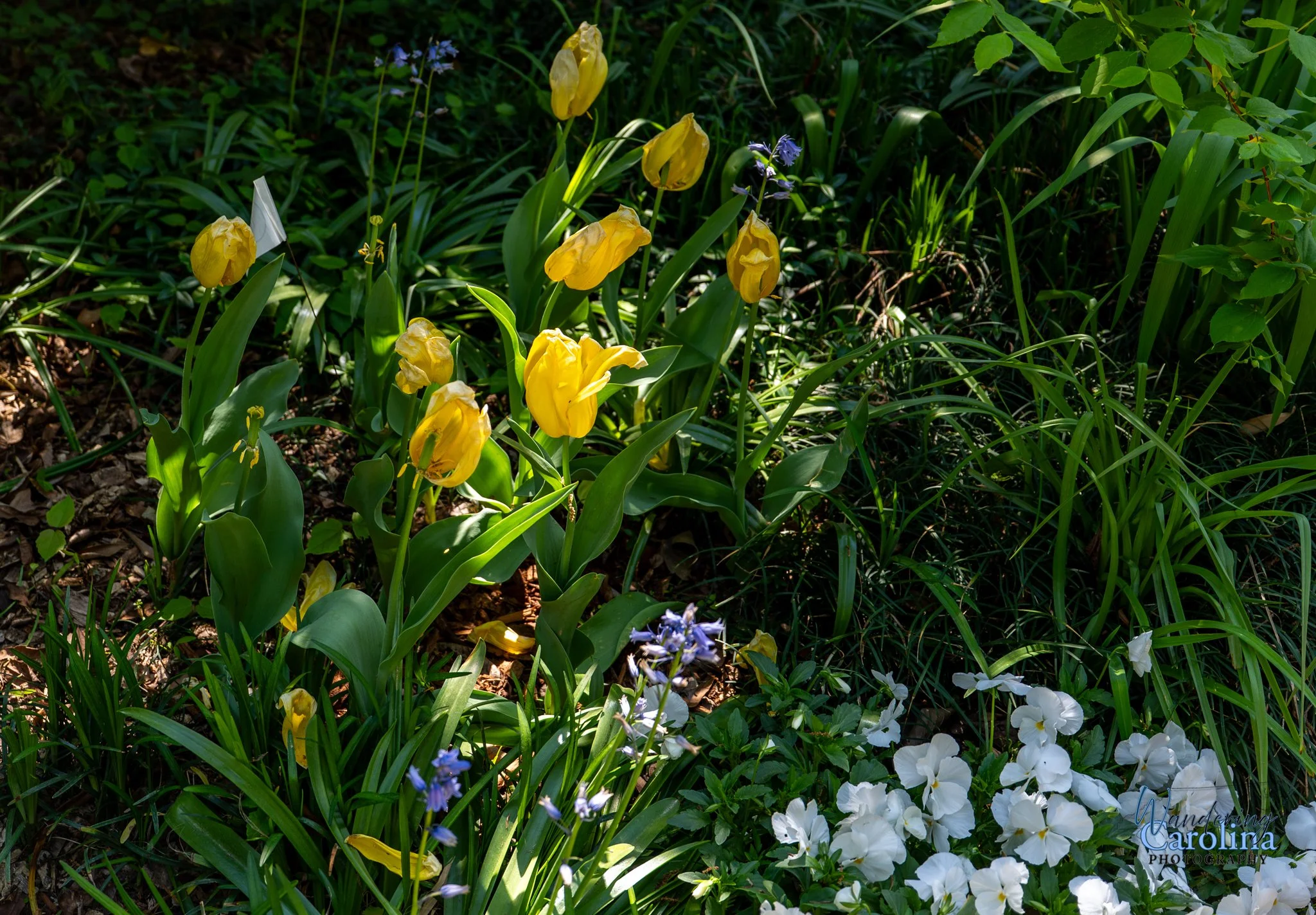 Elizabeth Bowen Henderson house-7.jpg