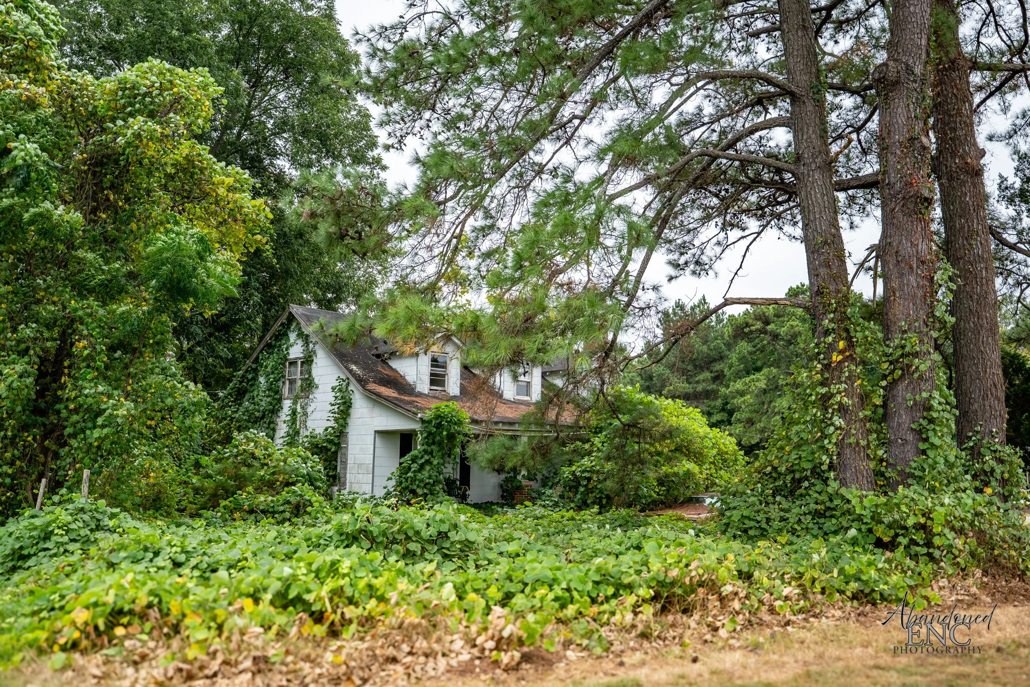 an abandoned house covered in overgrown green bushes and vines, with broken windows and a damaged roof, surrounded by large trees outside.