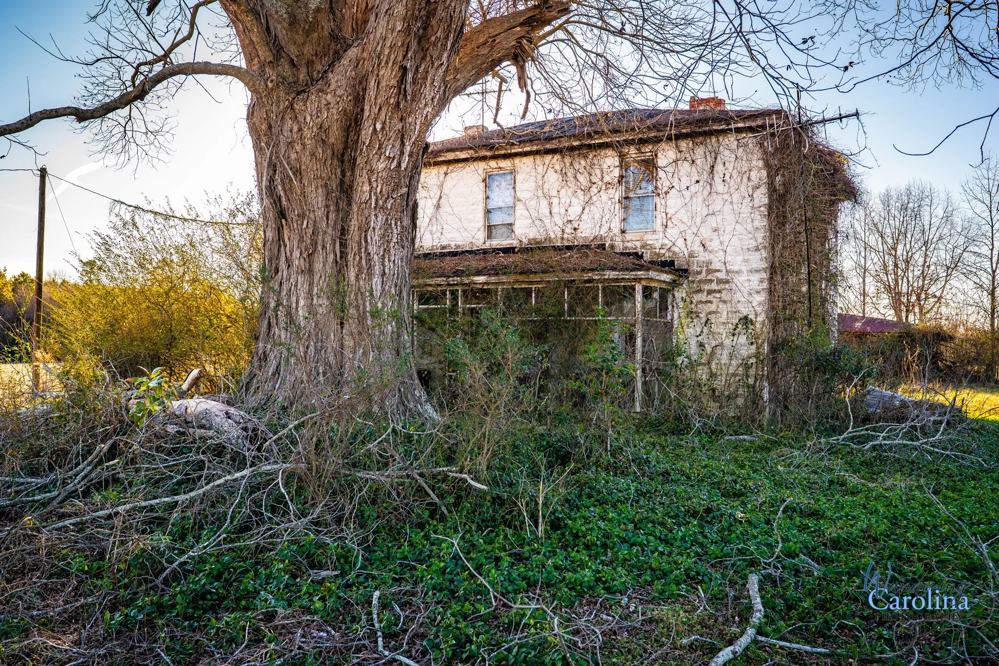 An abandoned house covered in vines, with a large tree in the foreground and overgrown bushes and branches surrounding it.