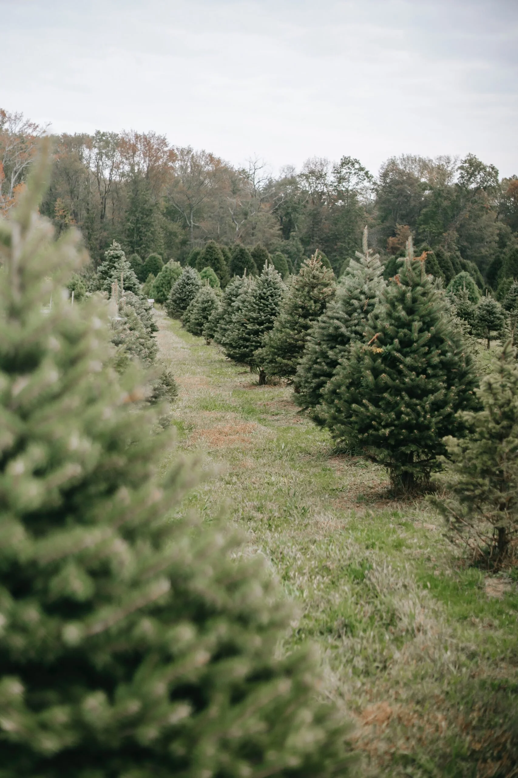 Christmas at hawthbush