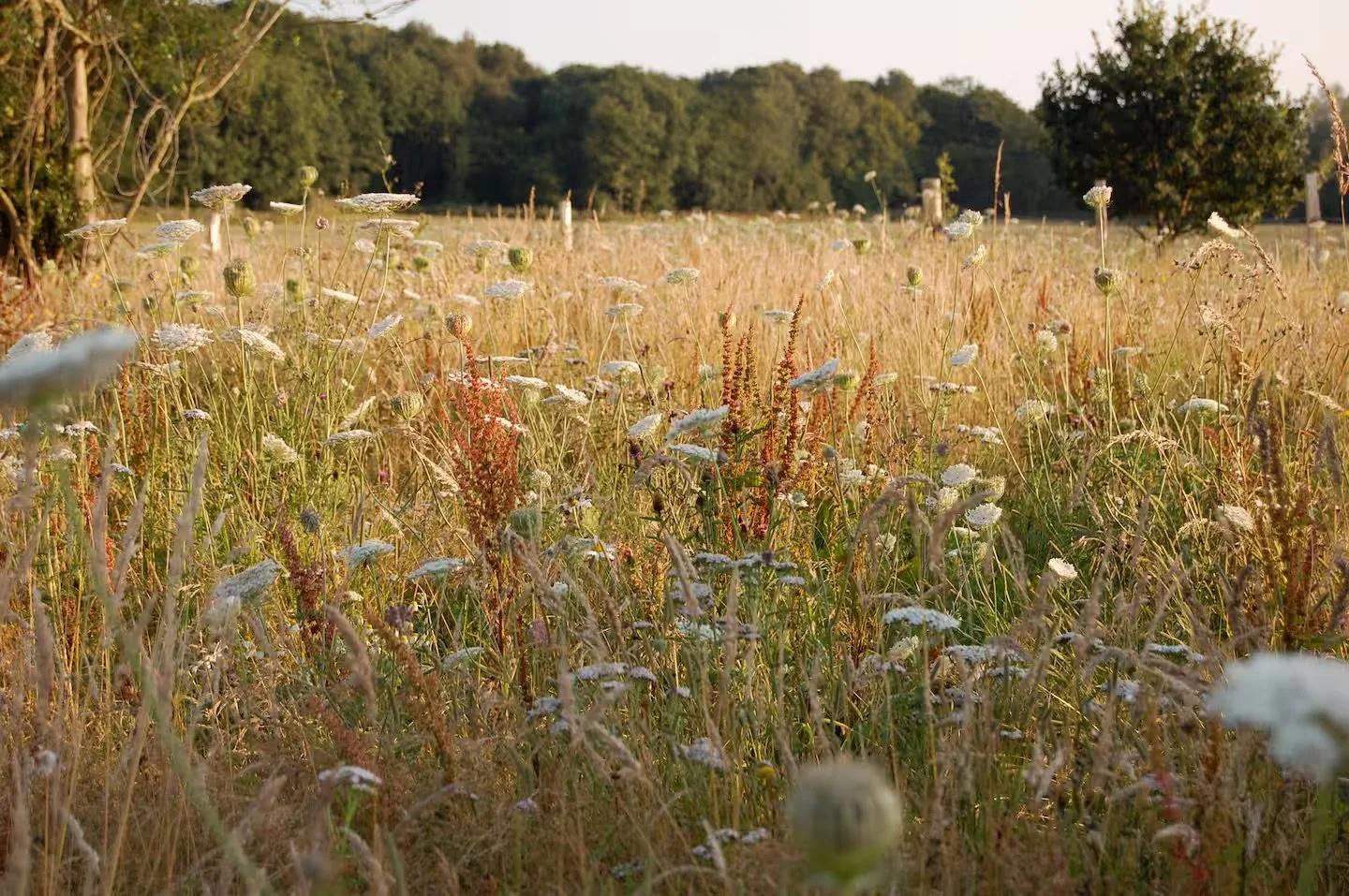 Wildflower Meadows