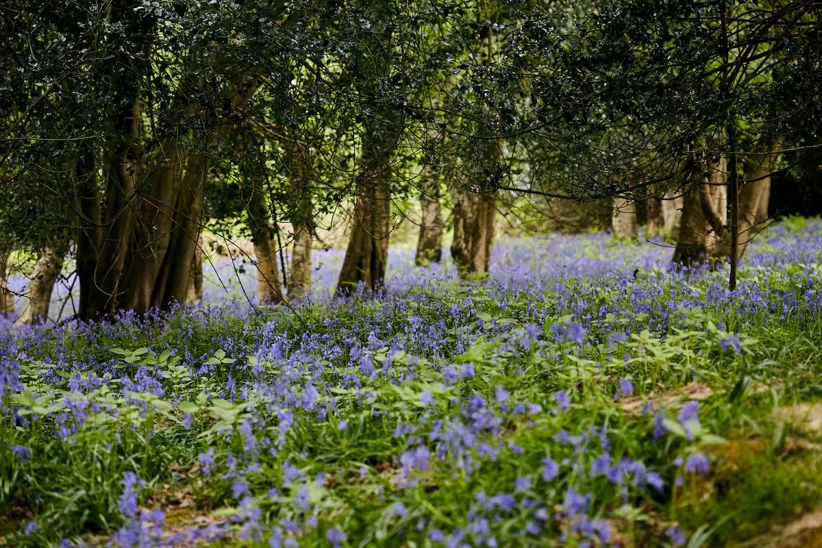A forest trail covered with purple flowers, with trees and green foliage overhead.