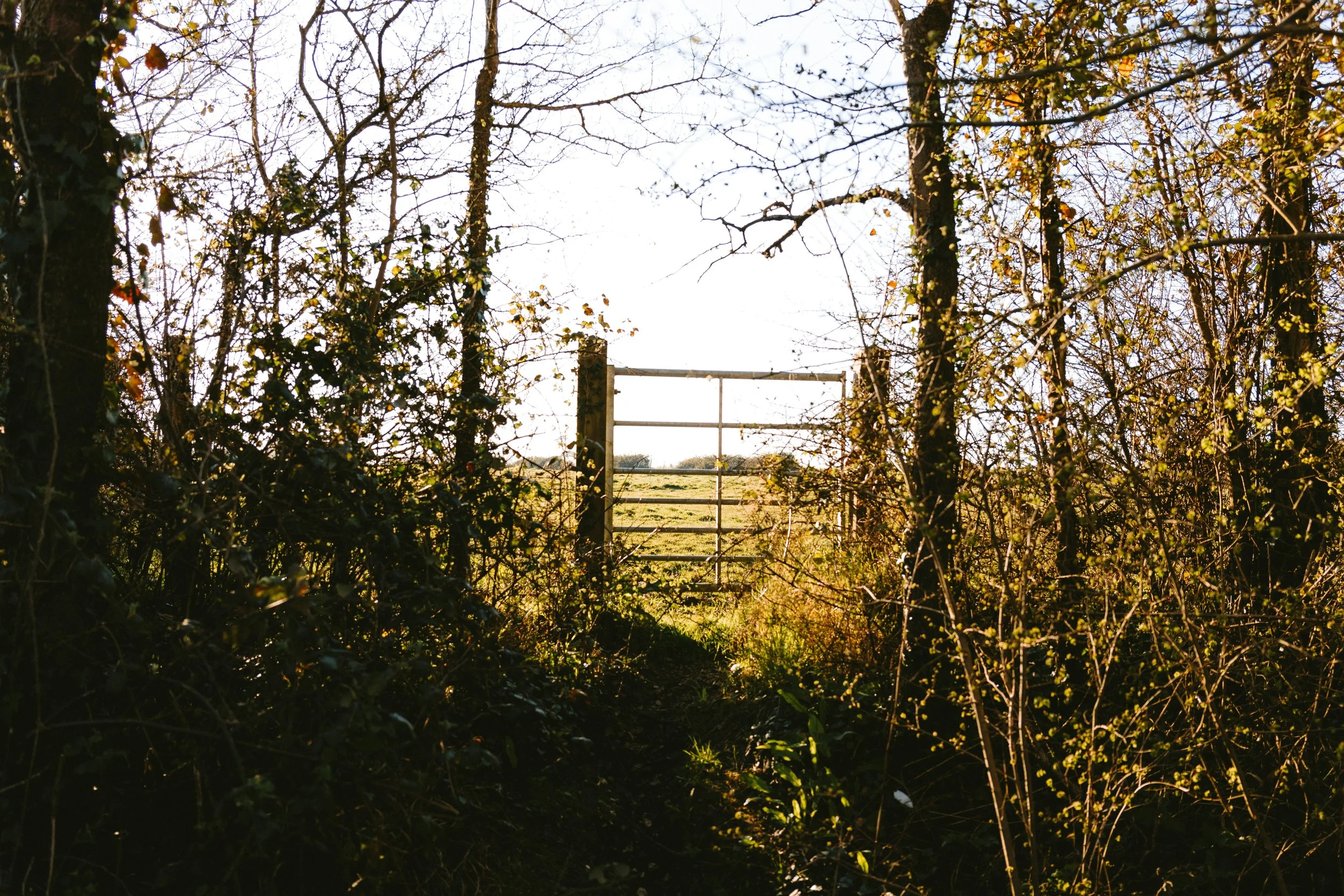 A view through a break in the bushes and trees shows a metal gate leading to open fields in the distance.