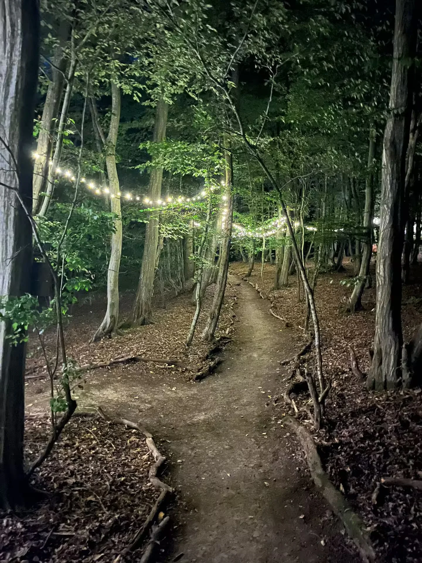 A wooded trail illuminated by string lights during nighttime