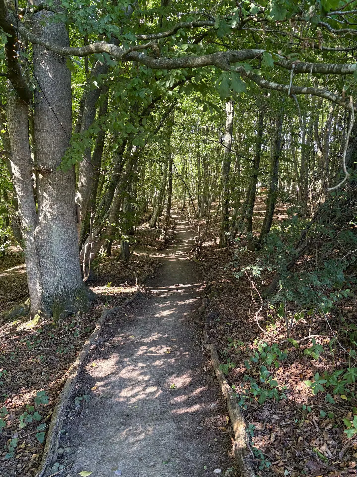 A narrow dirt trail through a dense wooded forest with green leaves and sunlight filtering through the trees. Sussex Campsite.