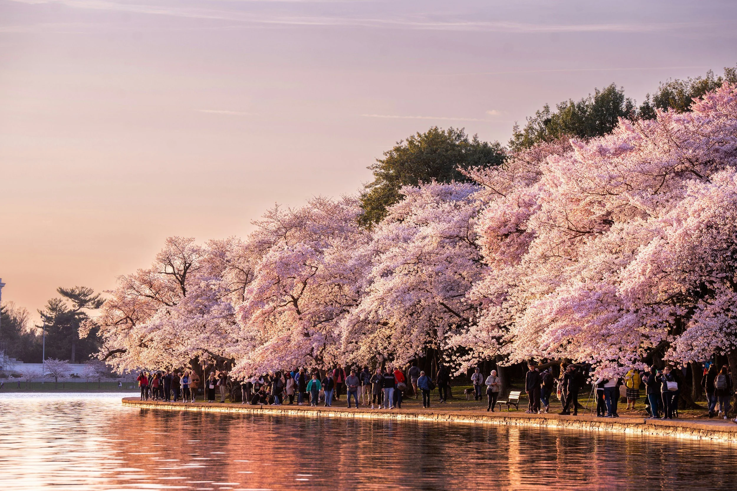 People walking along a lake shore under blooming cherry blossom trees at sunset