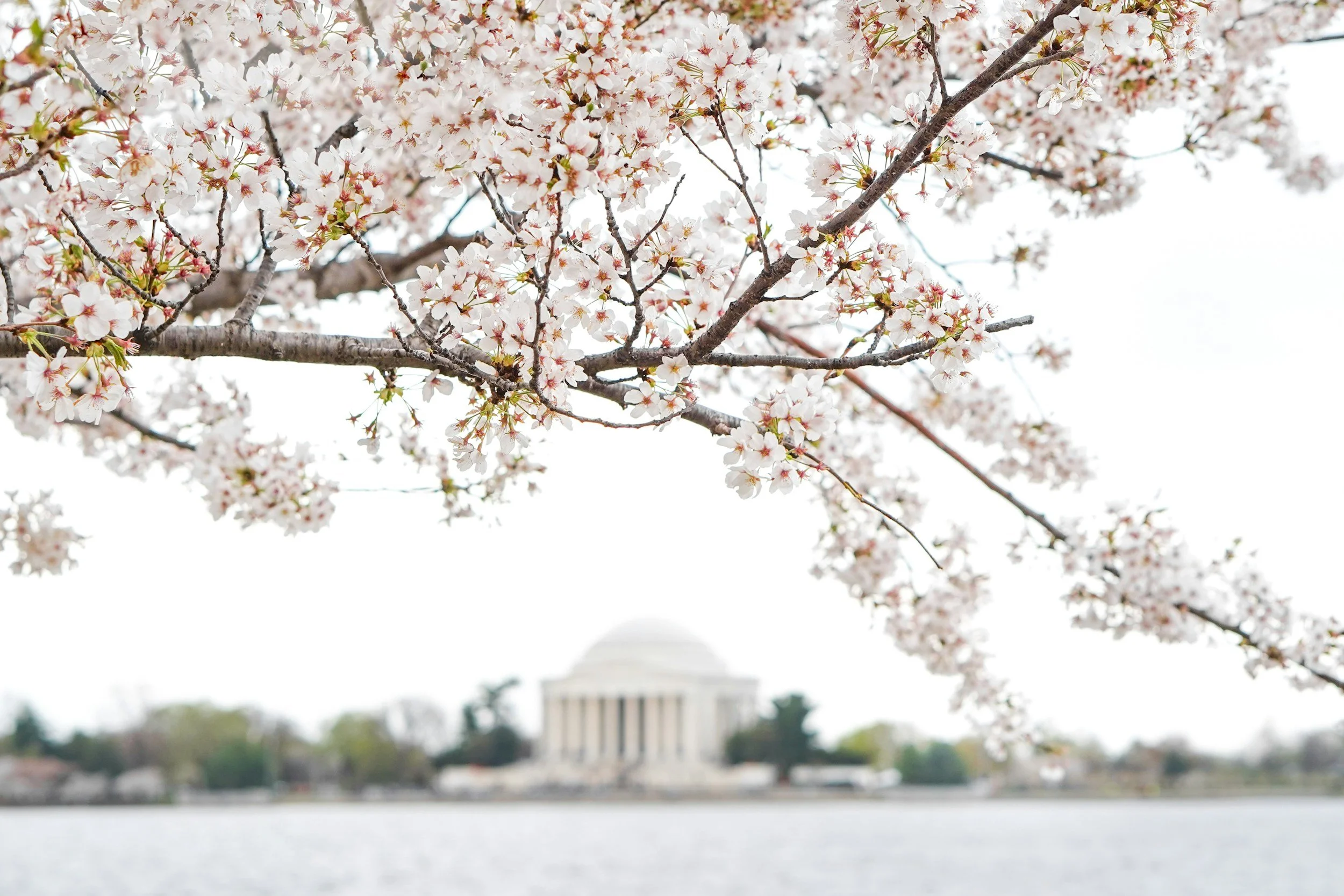 Cherry blossom tree with white flowers in the foreground, blurred view of the Washington Monument in the background, and the National World War II Memorial on the National Mall in Washington, D.C.