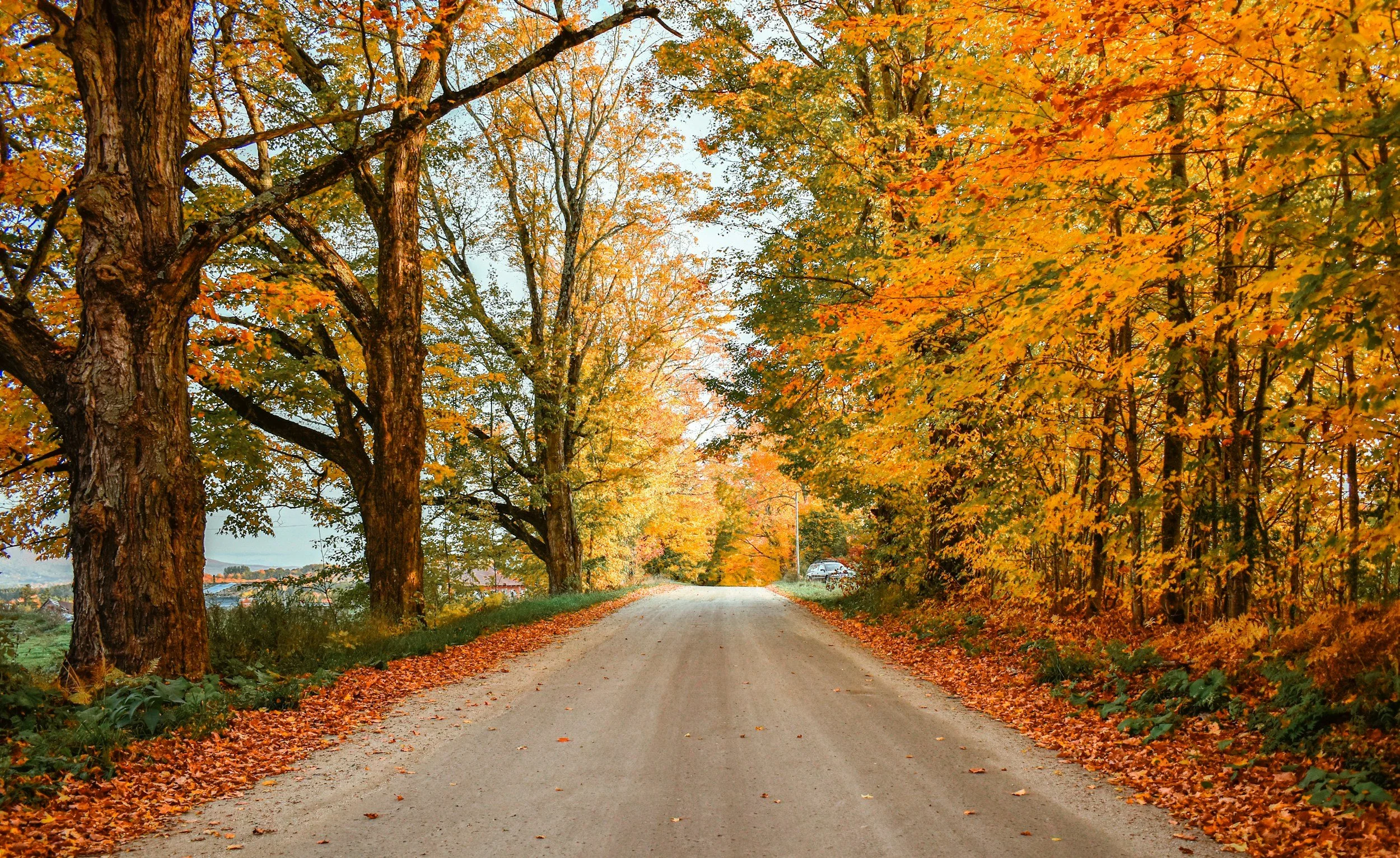 A dirt road surrounded by trees with orange and yellow autumn leaves.