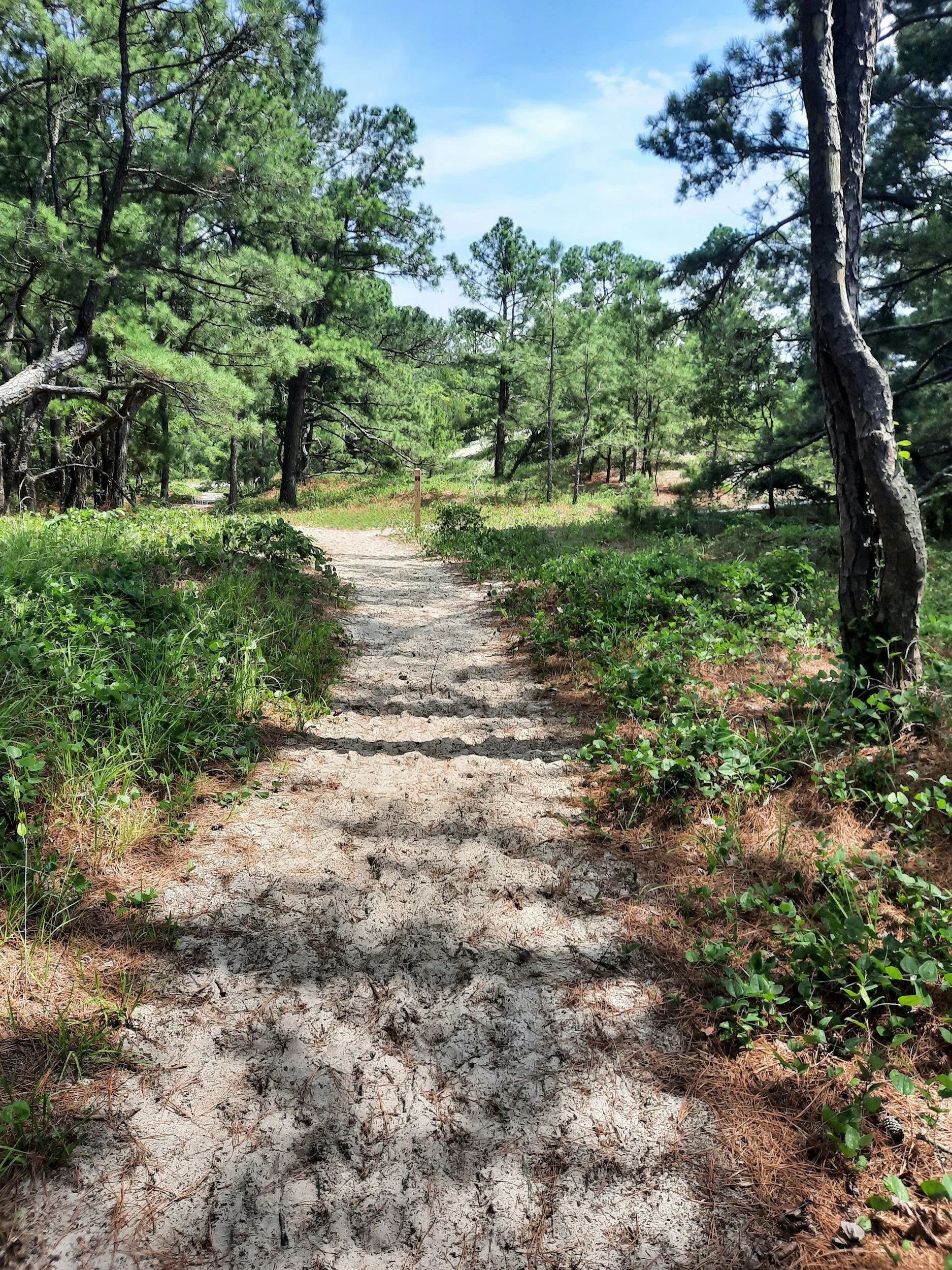 A dirt path through a green pine forest on a sunny day with a clear blue sky.