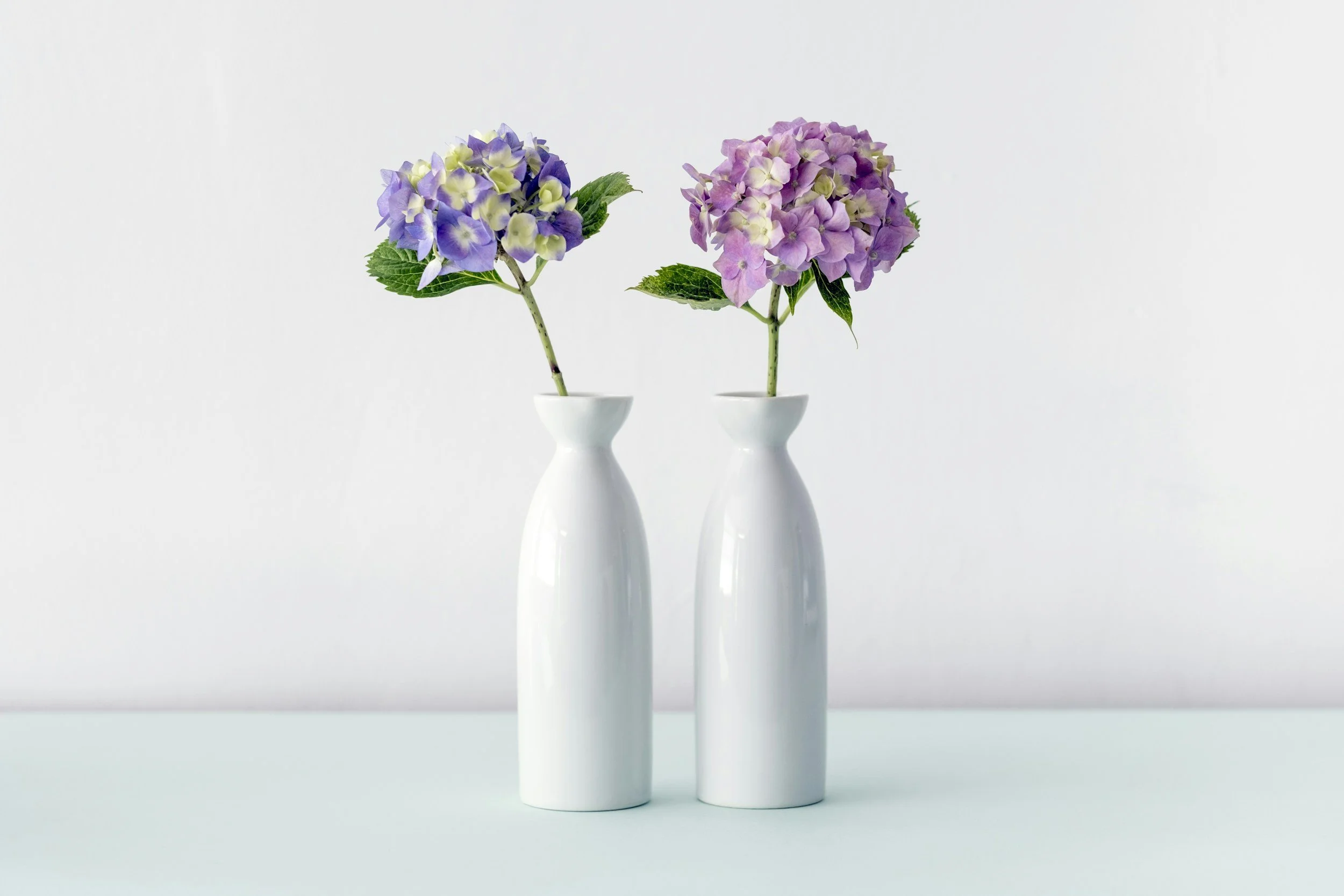 Two hydrangea flowers, one purple and one pink, are placed in white vases against a plain white background.