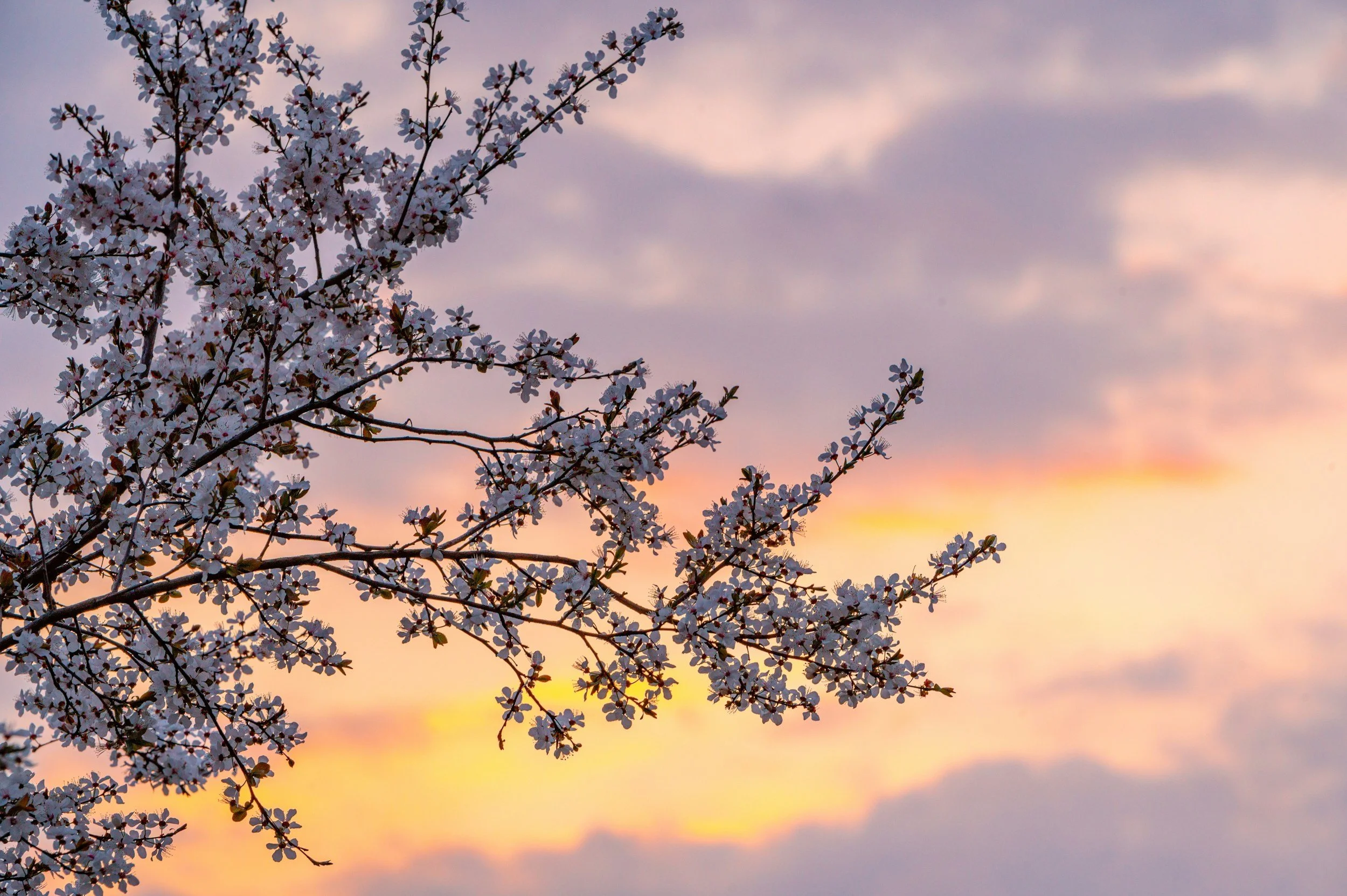 Cherry blossom tree branches in front of a colorful sunset sky with clouds.