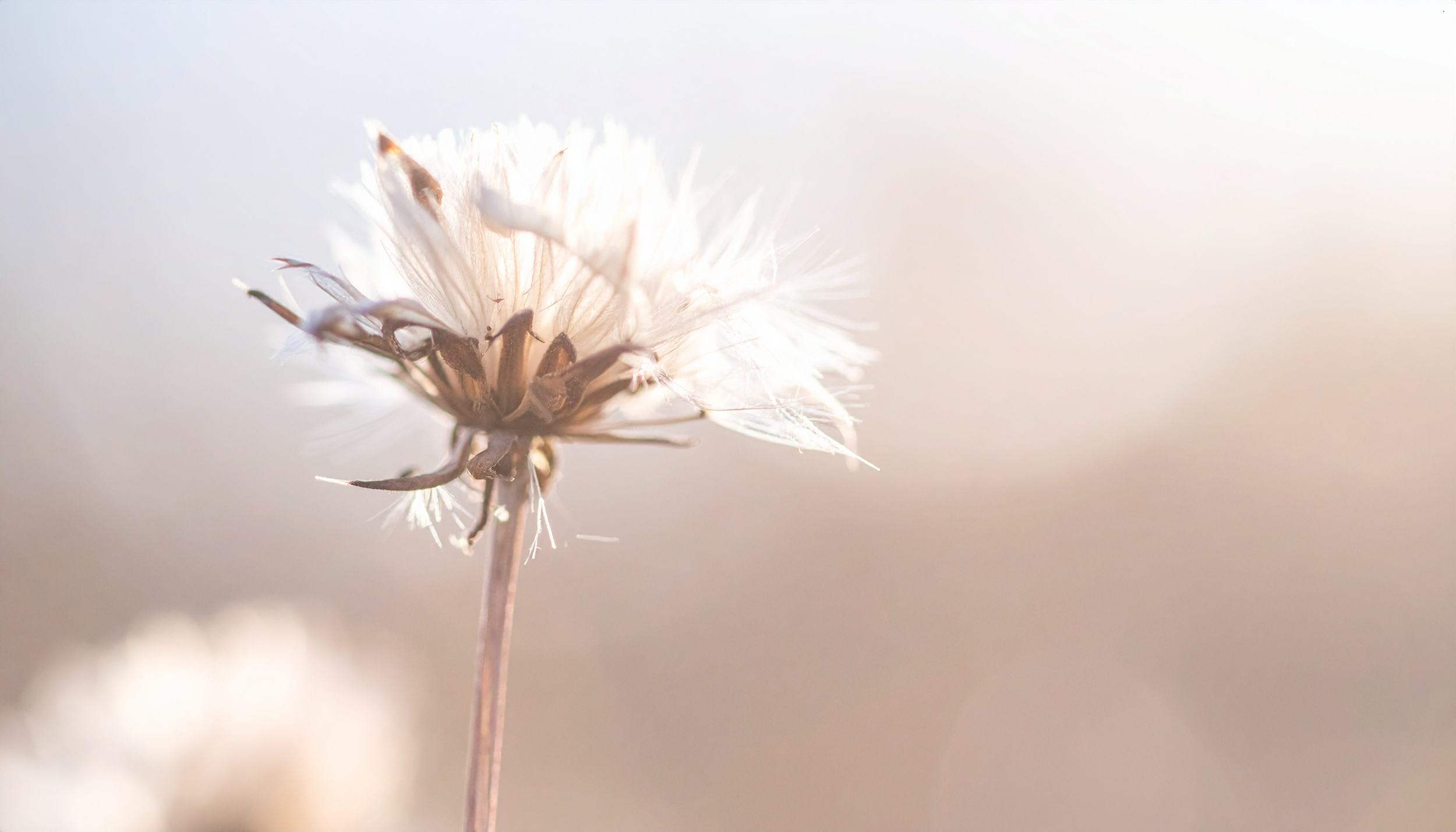 Close-up of a withered plant or flower head with dried petals and seed pods on a blurred, pale background.