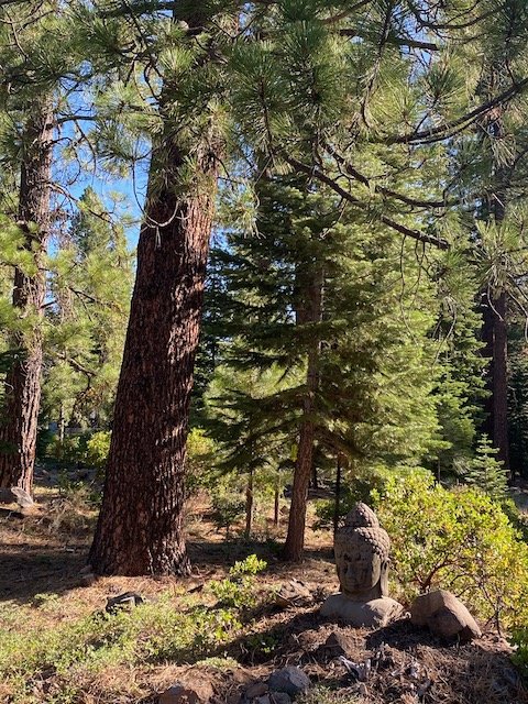 A forest scene with tall pine trees, a stone Buddha statue, and green bushes.