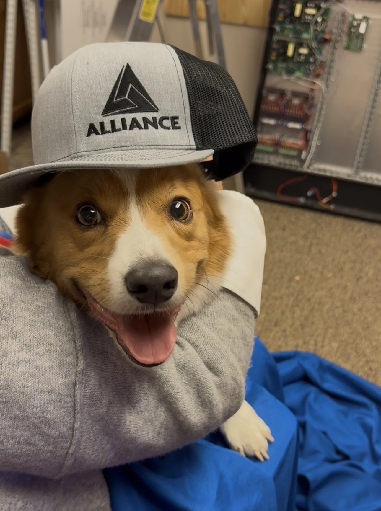 Headshot of Gatsby, Office Dog