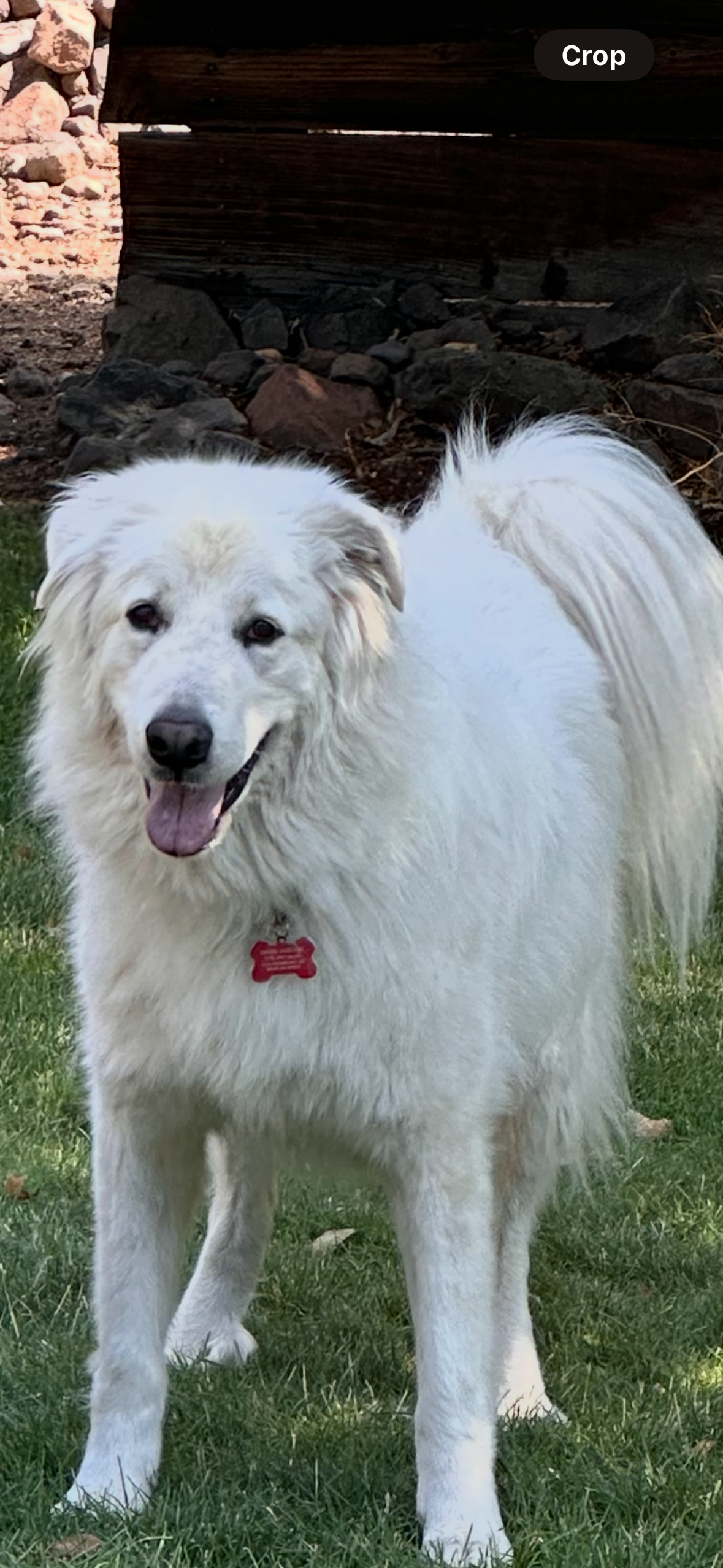 A happy white dog standing on grass, smiling with its tongue out, wearing a red collar, near a wooden structure and rocks.