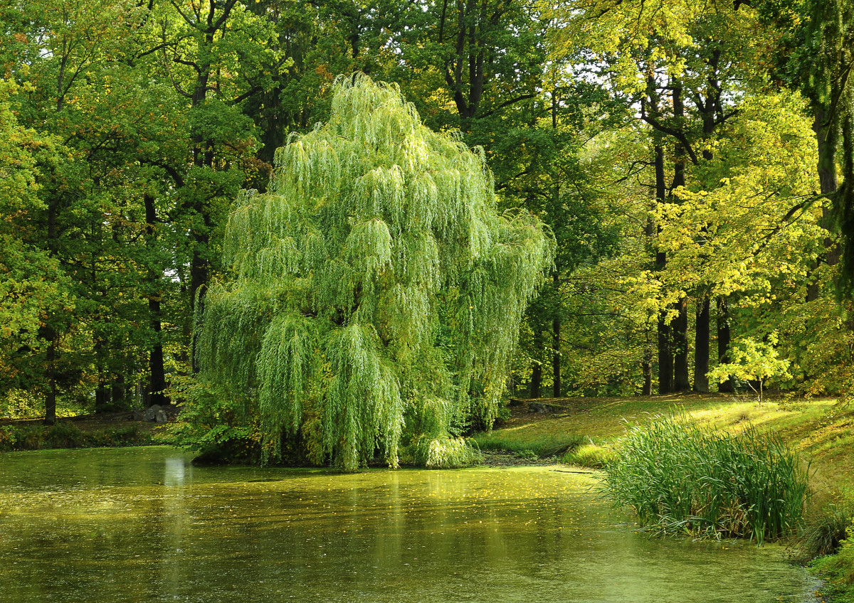 A lush green weeping willow tree by a calm pond in a forested park with sunlight filtering through the leaves.