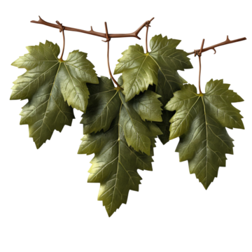 Artificial grapevine with green leaves.