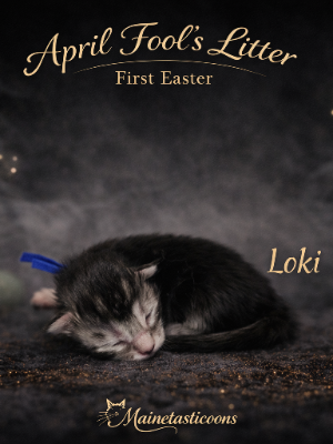 Loki (Male)