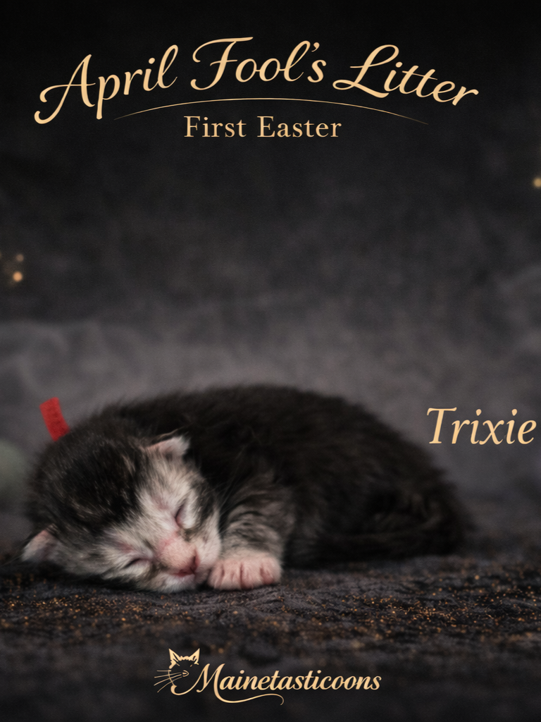 Trixie (Female)