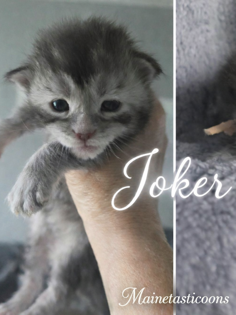 Joker (Male)