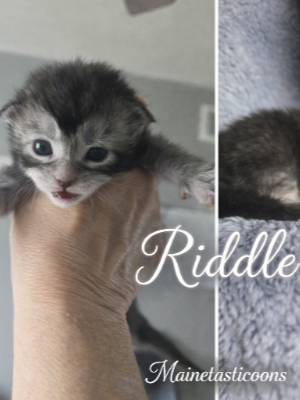 Riddle (Male)