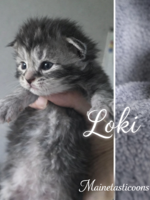 Loki (Male)