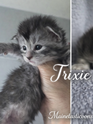 Trixie (Female)