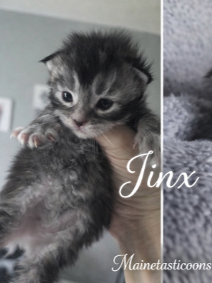 Jinx (Female)