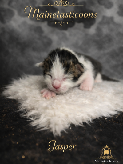 Jasper (Male)