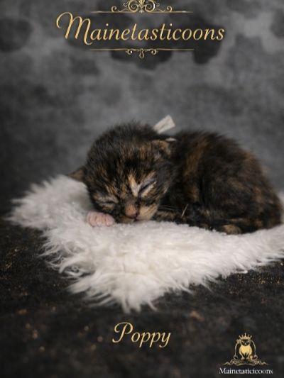 Poppy (Female)