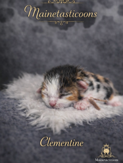 Clementine (Female)