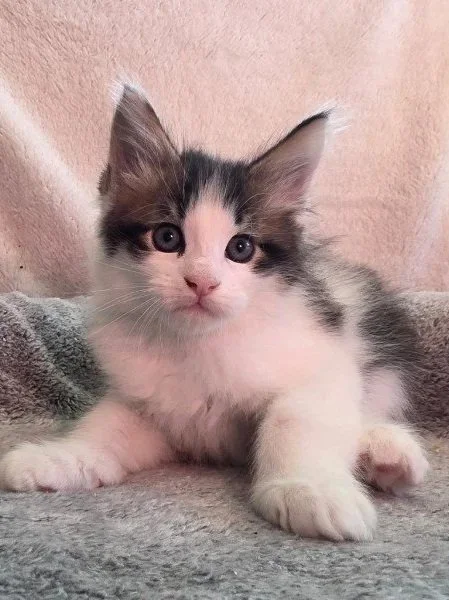 Jasper (Male)