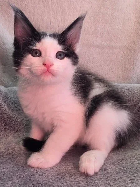 Otis (Male)